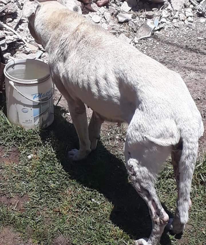 Tabyta201's tweet photo. LEER POR FAVOR!! PERRITA BLANCA DE SAN MIGUEL!!!

SOLO MIREN SU CARITA. FUE ABANDONADA POR SU DUEÑA, QUE SE MUDÓ Y LISTO. ESTÁ DETERIORADA, NI FALTA HACE QUE LO DIGA. HAY DOS PERSONAS QUE AYUDAN CON SUS GASTOS DE VETERINARIA PARA EVALUAR CÓMO ESTÁ. A VECES ENTRA https://t.co/74wBsBC6Oc