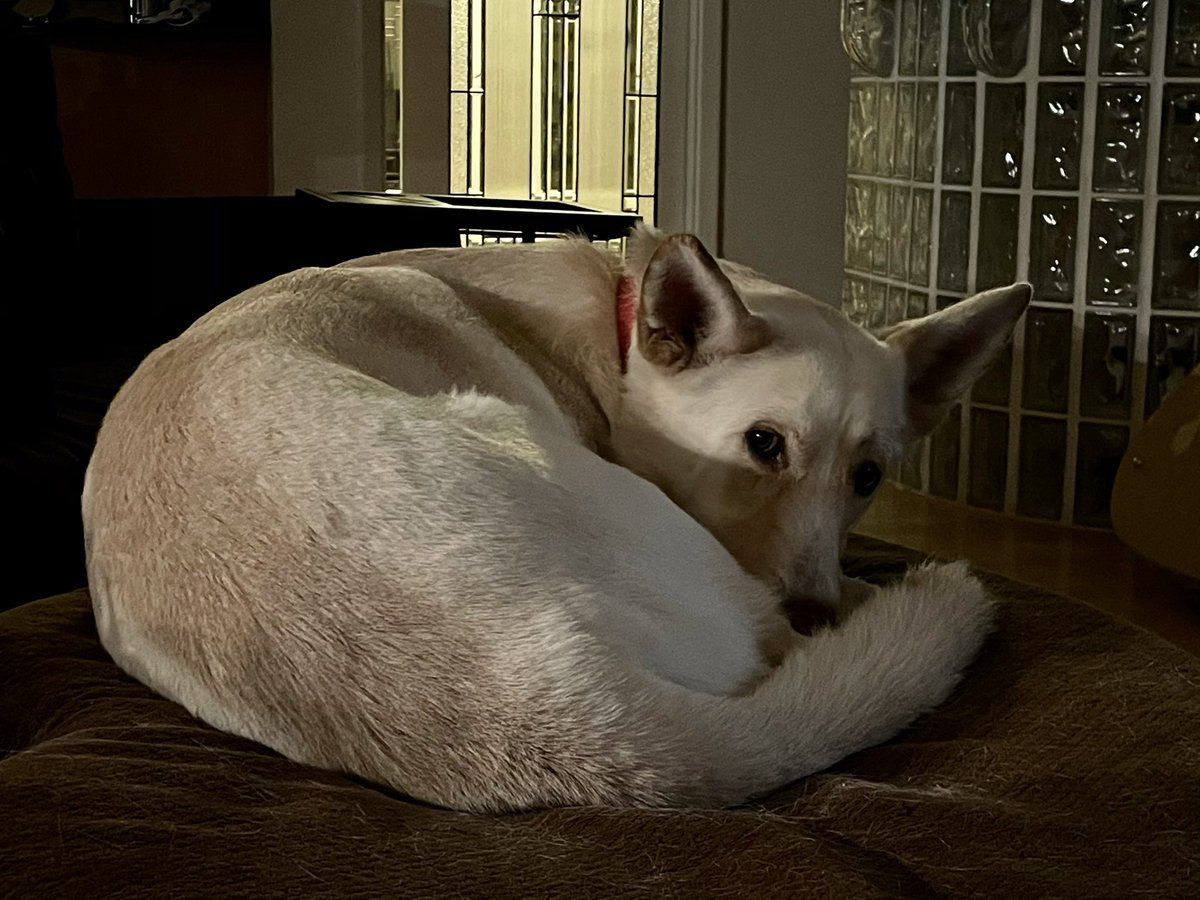 Zeus, Dog of Thunder tweet media