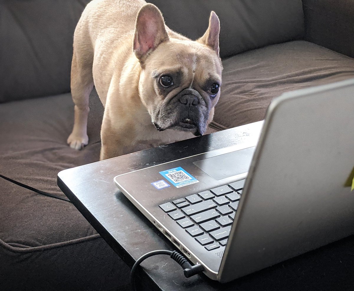 Mom! Hurry, gimme your credit card! There's so many #cybermonday deals on our <a href="/halopets/">Halo Pets</a> food and snacks. I'm gonna order so many treats!! 😋
#dogs
#Cybermonday2020