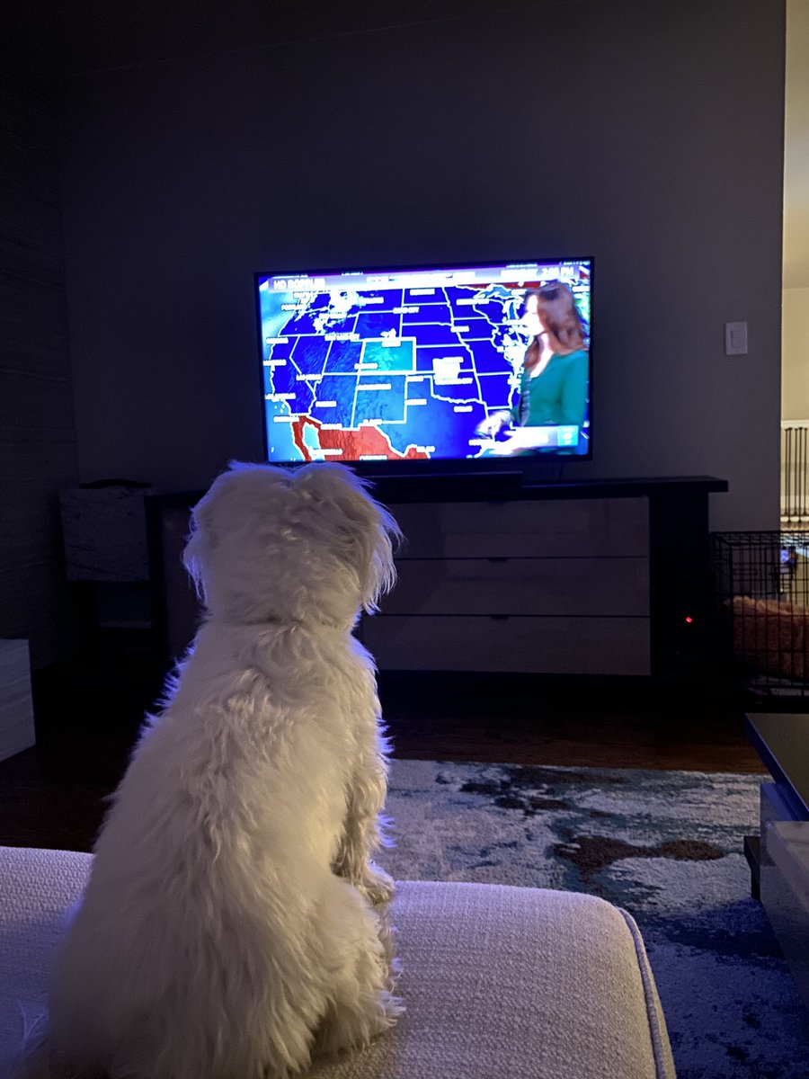 bakarichk's tweet photo. @KathySabine9 Bella loves Kathy! https://t.co/IVDlGwBBD7