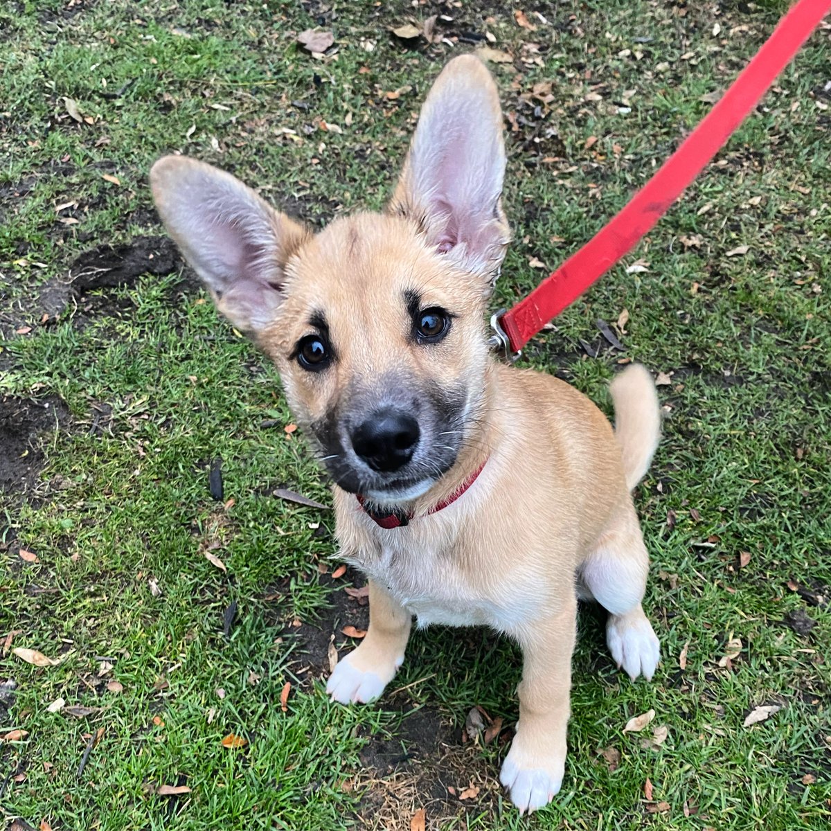 FourLeggerBox's tweet photo. CYBER MONDAY 
CUTENESS ALERT!

Just use the DISCOUNT CODE 'blackfriday' at checkout for 15% off all products! 

https://t.co/0UEFIbiDN9 #cybermonday #subscriptionboxfordogs #canadiandogs #fourlegger #dogbox #giftsfordogs #giftsfordoglovers #doglife #doglove #doglover https://t.co/Cm49MrOaZ5