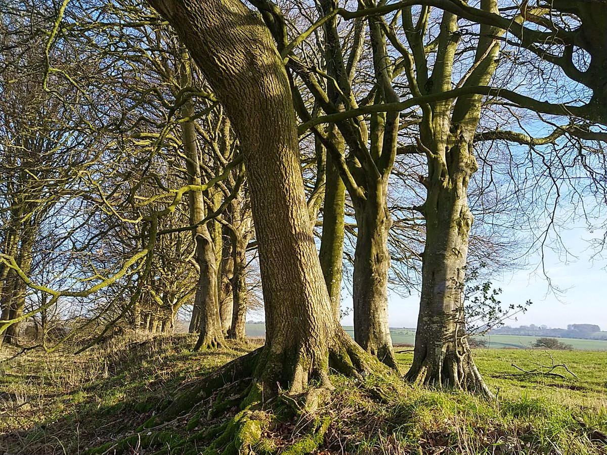 dorsetandbeyond's tweet image. &quot;Strengthen our landscape with trees&quot; advocates the #TreeCharter. Ash and Beech grow on a defensive cross dyke on Lyscombe Hill, high above Nineteen Acre Hanging. 

Celebrating #NationalTreeWeek in Dorset.