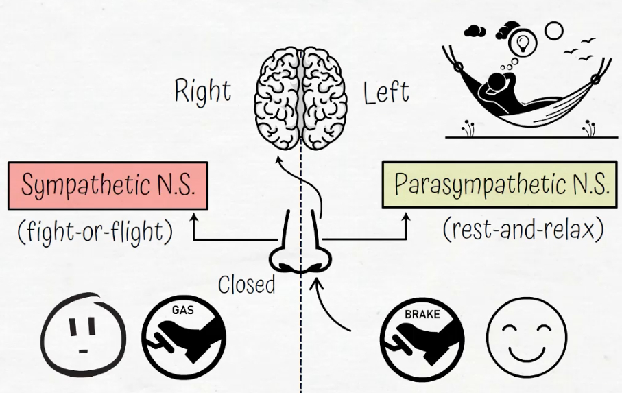 WHO KNEW, that the power of your breath (and holding your nose) would bring such incredible mind and body BENEFITS. 

NEED A RESET from too much fam over the holiday weekend? 

HELLO NOSTRIL BREATHING, heard of it?  Fascinating image + Direction. Get the INS and OUTS below!

Bene