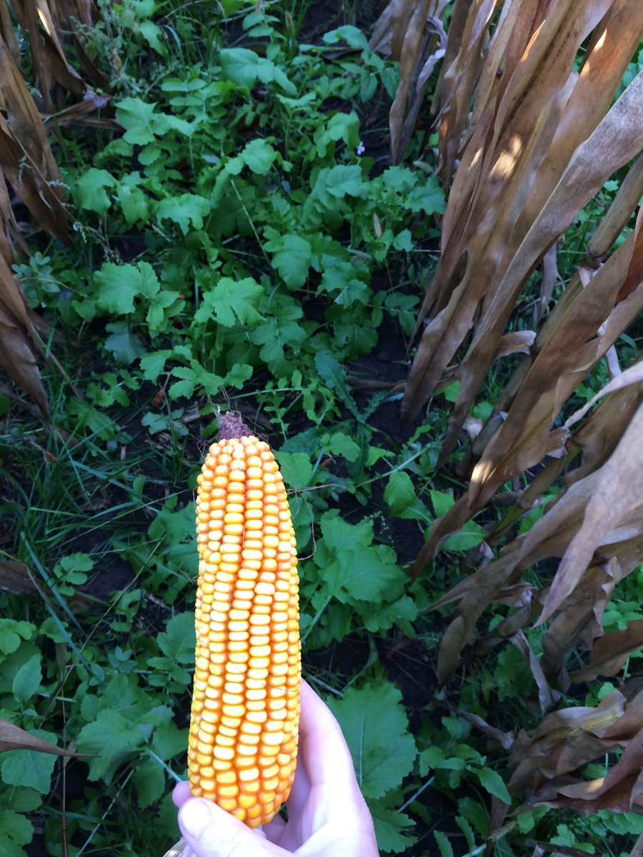 Ever considered shorter day corn + #covercrops to extend your grazing and/or feed opportunities?  #Interseeding can be an excellent option with benefits of both extra fall grazing opportunities + weed suppression 🌱🌽

View more info: bit.ly/33r8yaz

#doublecrop #cowchow