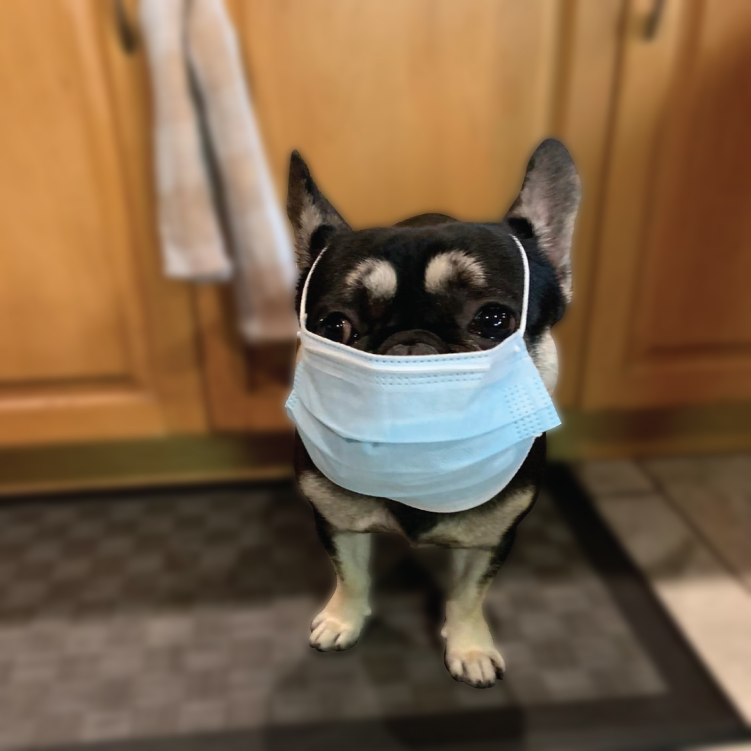 micronti's tweet image. Make sure your face mask covers your mouth and nose!
😷🐕😷🐕😷🐕😷

*Please don't try this at home. Our masks are for humans only.

Assurez-vous que votre masque facial couvre votre bouche et votre nez! 
😷🐕😷🐕😷🐕😷

*S’il vous plaît ne pas essayer cela à la maison