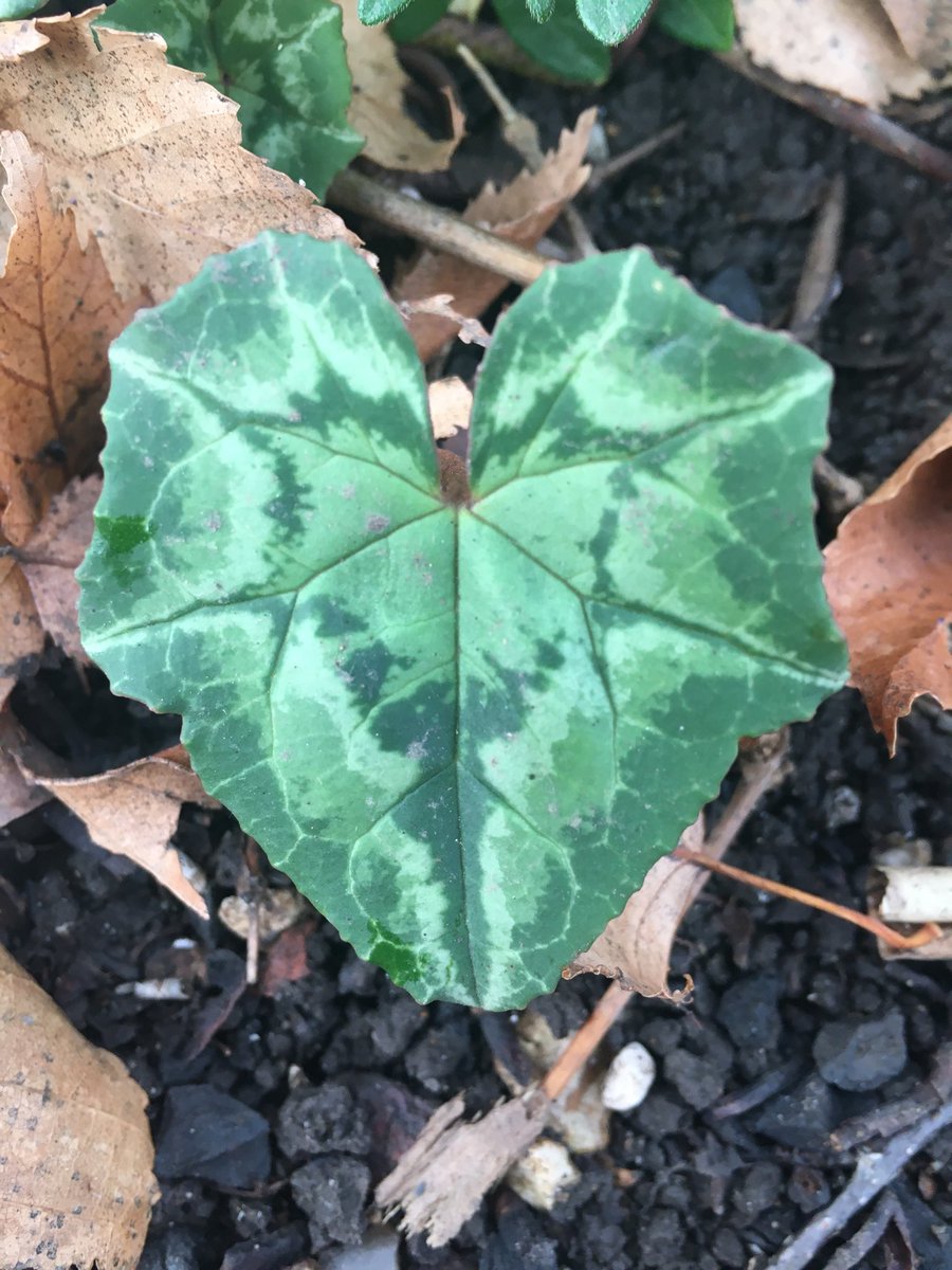 Dandelion_Sarah's tweet photo. Do you see the green angel with wings outstretched at the base of this cyclamen hederifolium? https://t.co/mxT0W5RR2Q