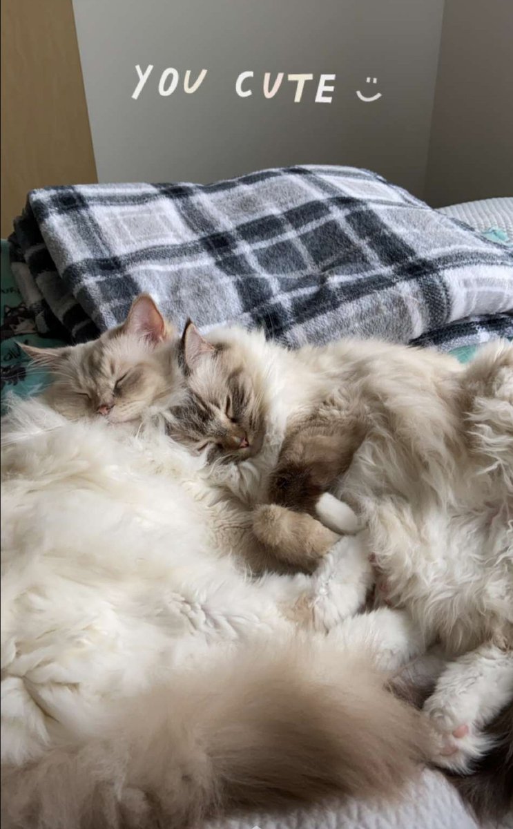 snarkcovenant's tweet photo. @shinerybox My friend's kitties!! https://t.co/O8hdX2UCe5