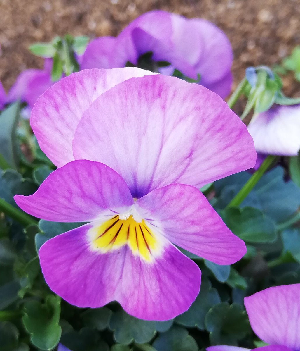 さっちゃん パンジーとスミレは 全然違いますからね わかってくれたならよかったですはい