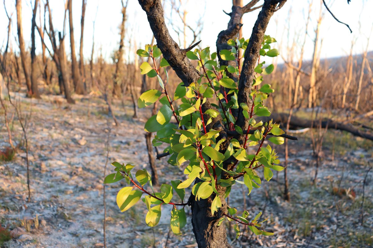 Join my symposium, "Perspectives on a changing landscape of fire", today at #ESAus20 

There's a great line-up of fire talks.