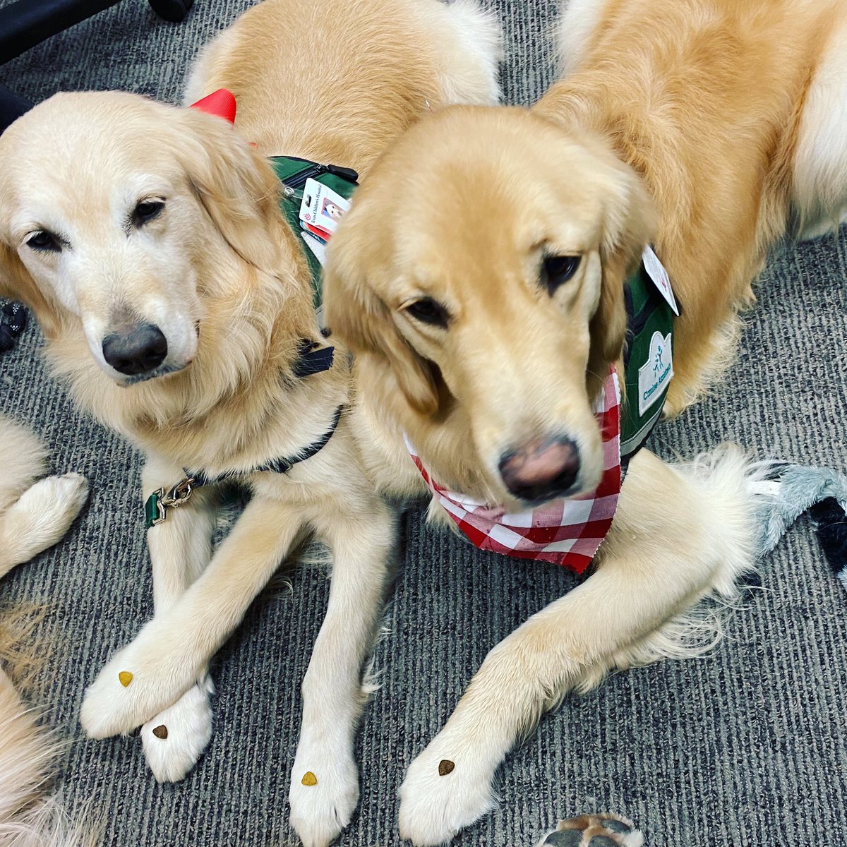 Pawsitive Play tweet media