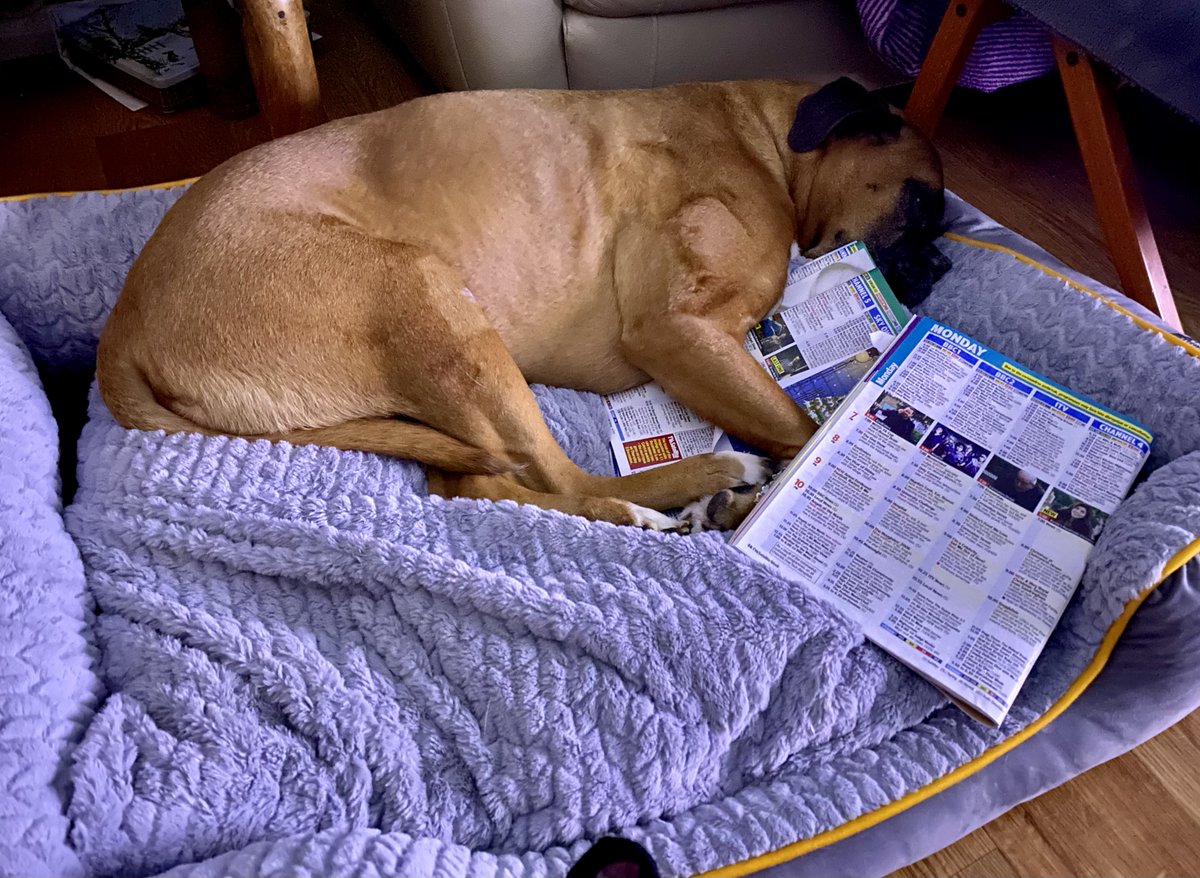 dtcb67's tweet photo. Nope, I give up, I canโt find anything I fancy on TV tonight ๐ถ๐คฃ๐คฃ #boxercooper #boxerlife #boxerdoglife #boxerfrank #boxerlovers #boxeraddict #boxers #boxersoftwitter #boxerdog #boxerlover #boxergram #boxerfun #boxerarchie #boxer #boxerworld #boxerboys #boxerbrothers #boxerdogs https://t.co/i6ytSdqqrE