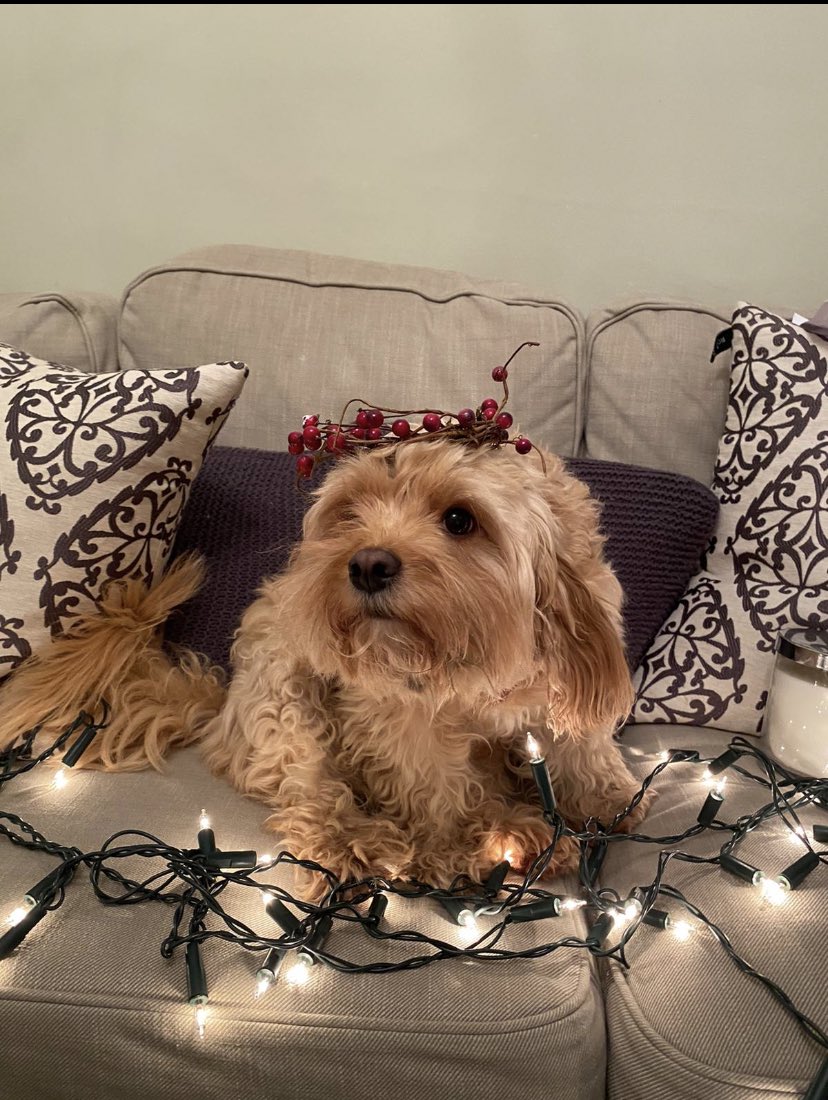 Mr Doodles tweet media