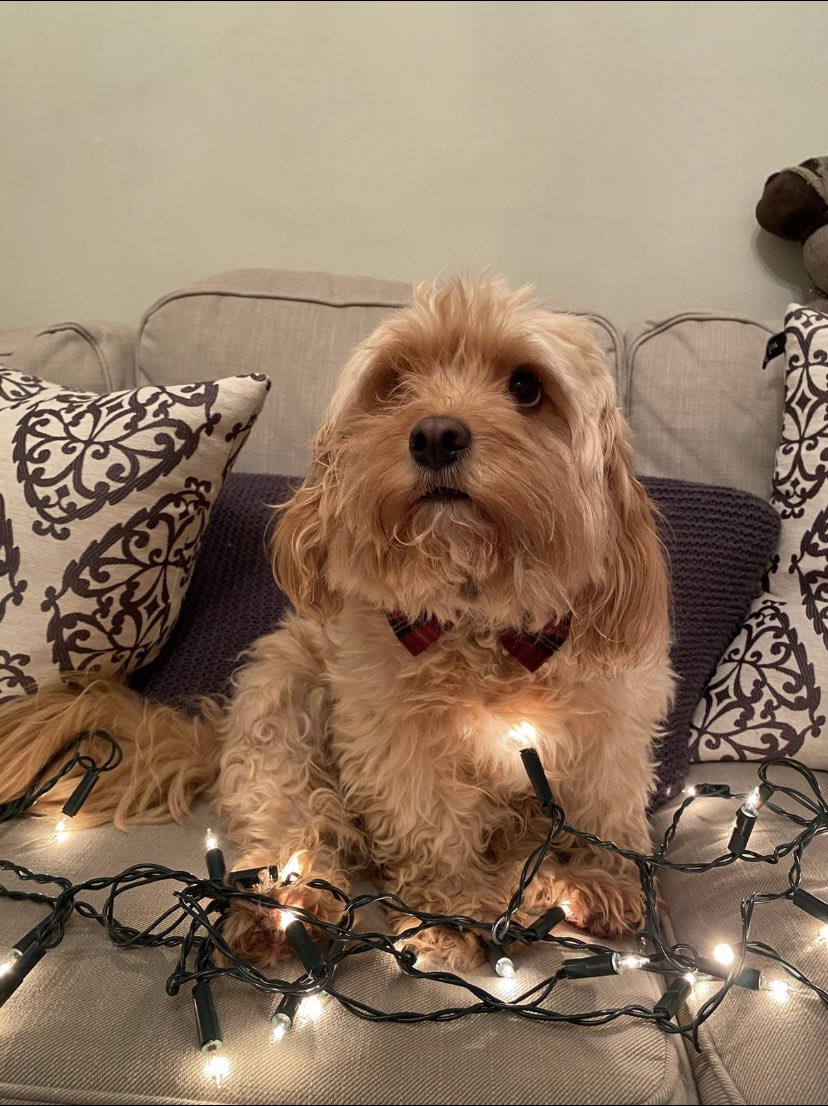 Mr Doodles tweet media