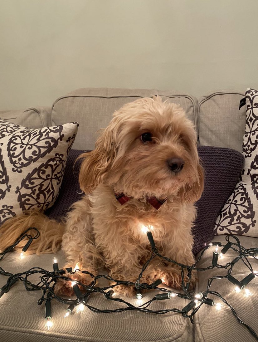 Mr Doodles tweet media