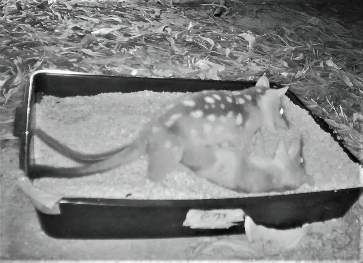 Natalie Freeman tweet media