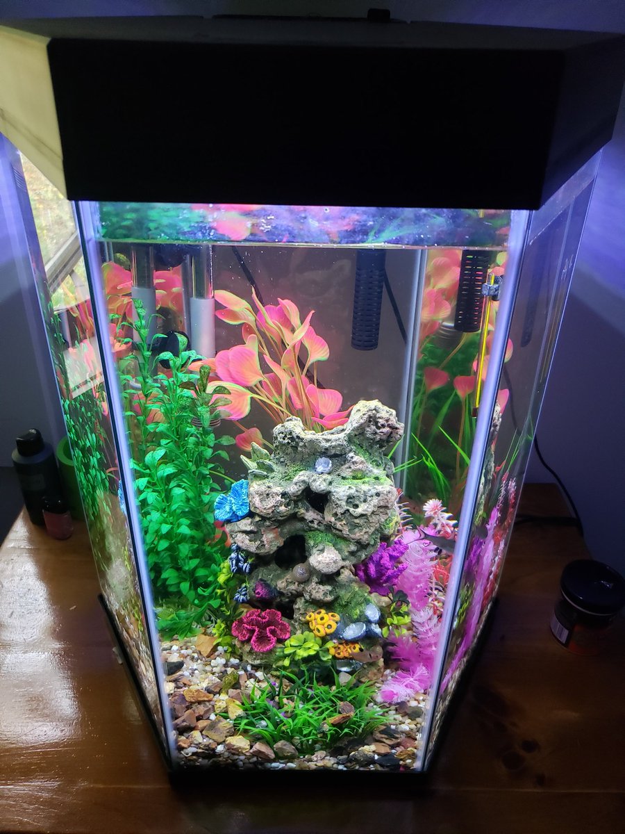 Sticks101Fish's tweet image. Have the 20 gallon from PetsSmart