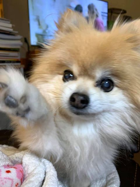 RuffGreens's tweet photo. Fred is a 16 year old Pom ~ Has an Awesome Mom who Prepares his Food from Scratch and Uses Ruff Greens to BALANCE out his nutrition! #HappyPup#HappyMom #CutestFace #HeadToTailNutrition
https://t.co/KigVJW4zXh https://t.co/ZbCyAtVqBv