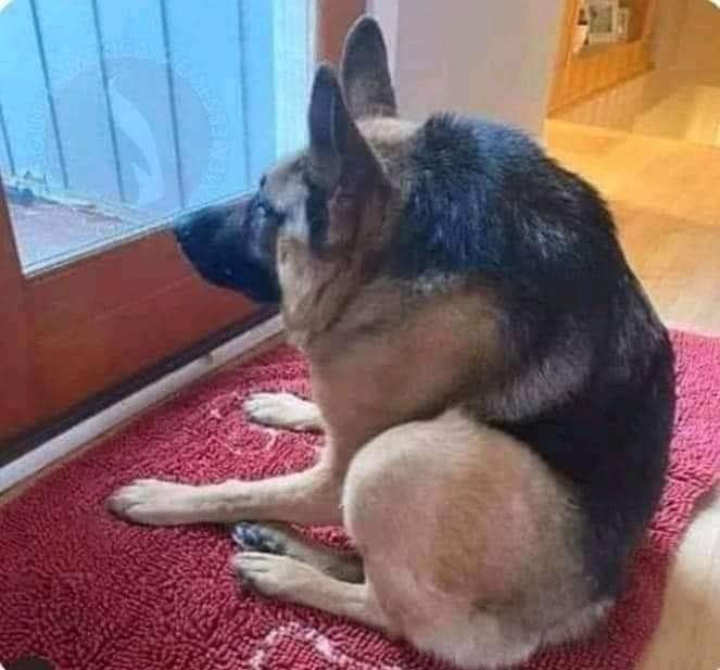 @Martinpdisalvo thanks coscu for saving my puppy donating me 500 dollars i love you!!!! https://t.co/OL48pY5Z9R