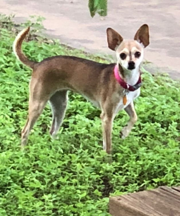 servprosmnbtx's tweet photo. It's Meet our Employees Monday!

Sophie may not be on the payroll, but she is our company's mascot and a very important part of the SERVPRO of San Marcos/New Braunfels family.

She’s a 5-year old mixed Chihuahua breed that loves belly rubs and popcorn.

#teamservpro #pet https://t.co/ztbQIFJLaH