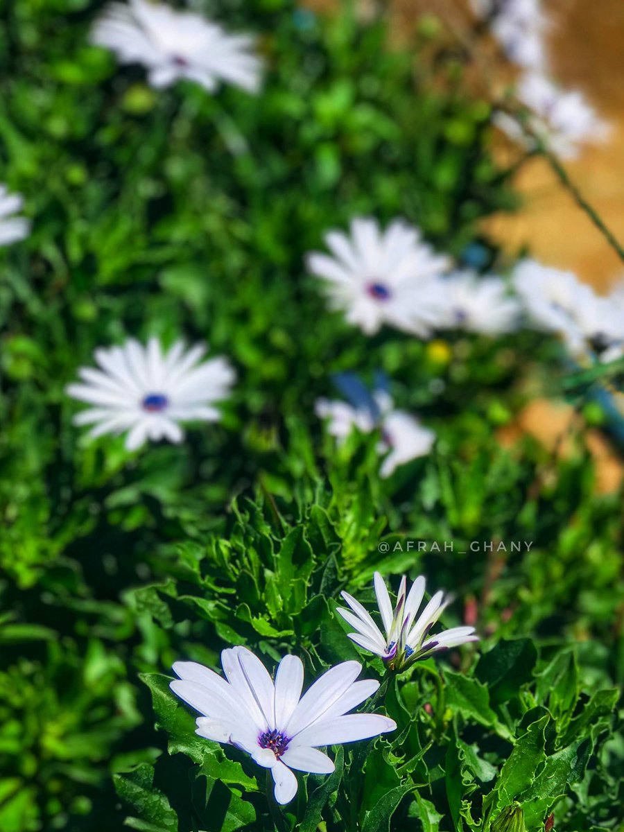 “Flowers always make people better, happier and more helpful; they are sunshine, food and medicine for the soul.” – Luther Burbank
🤍
#photography #iphonography #srilanka #nuwareliya #flowerphotography #shotoniphone #daisy #daisyflower #afrahsphotography https://t.co/frHX5KHXBZ