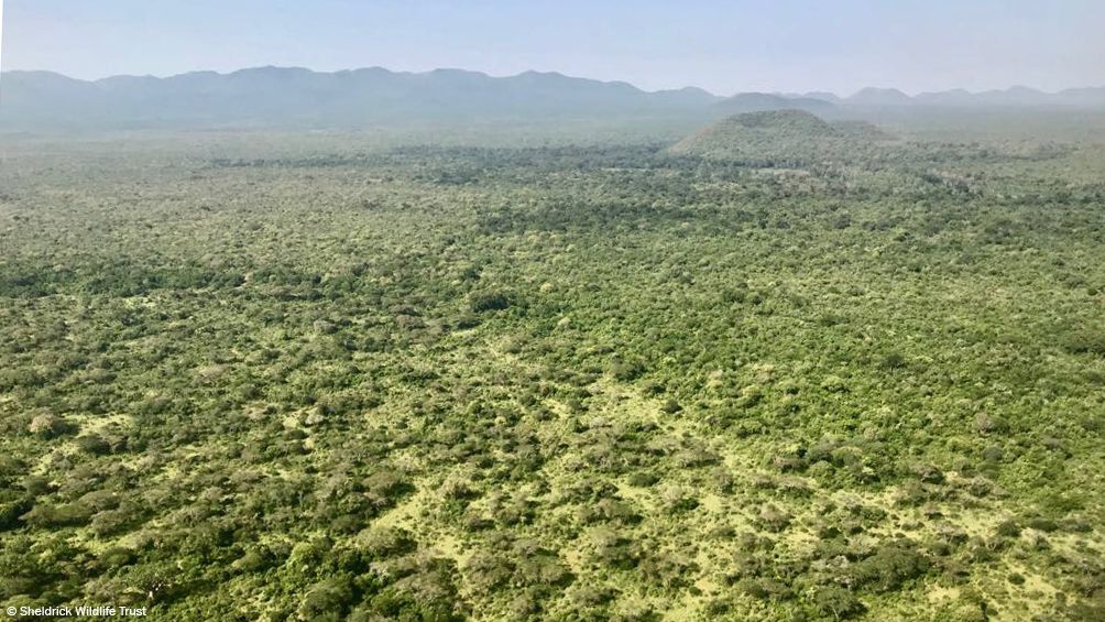 SheldrickTrust's tweet photo. With your help, we’ve secured 330,000 acres for #wildlife &amp; built over 256km of fencelines, all to keep wild #animals safe from habitat loss &amp; human-wildlife conflict. But there’s more we can do: https://t.co/E8owwVNy3U https://t.co/NVP7Bmw90X