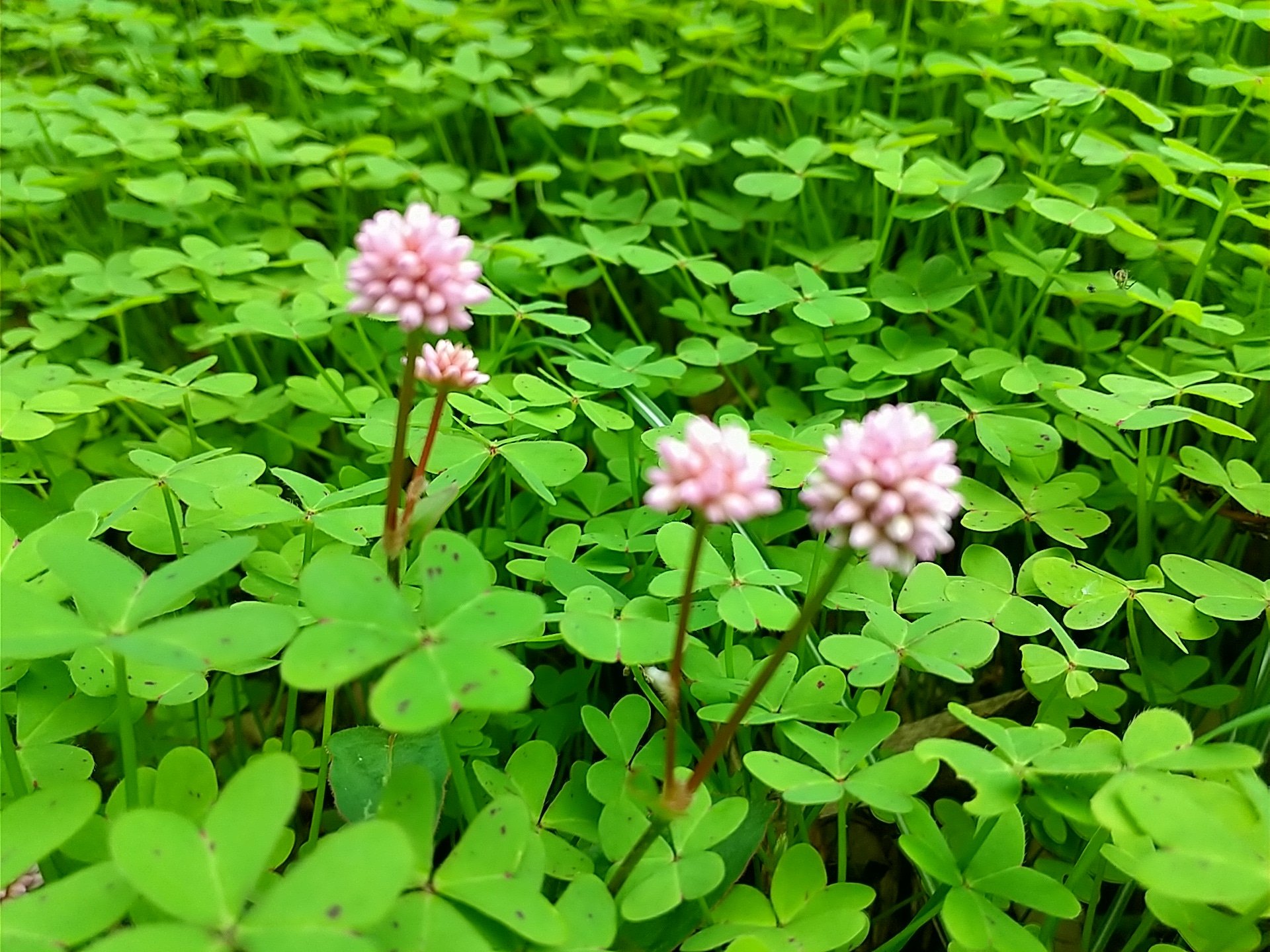 Nishi Tw 散歩の途中見つけた ヒメツルソバ オオキバナカタバミの葉 です 花 小さな花 ヒメツルソバ ハ ト形の葉 丸い花 散歩道 道端 Flower T Co 3fhdvcg2em Twitter