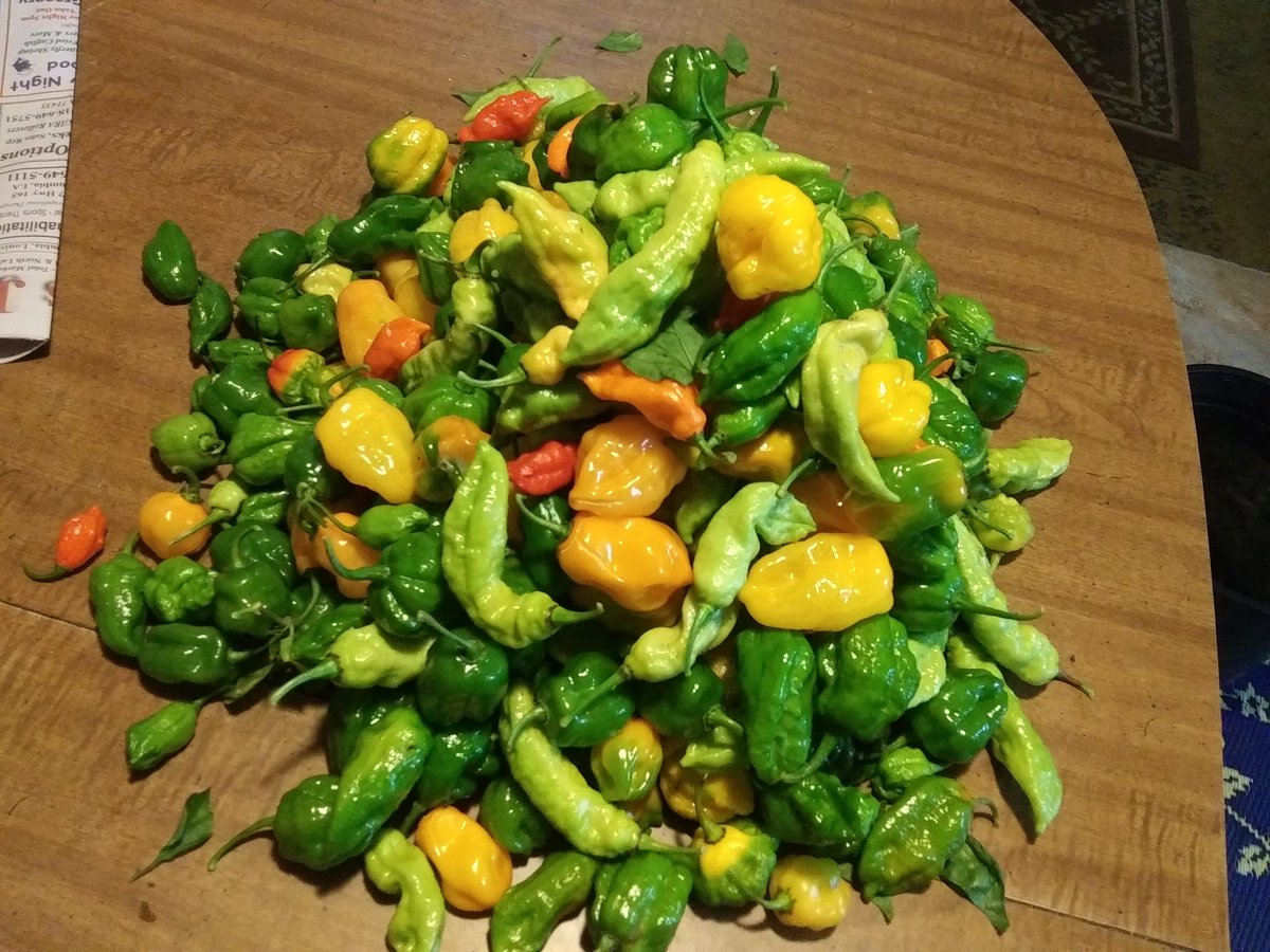 Eric_Olden's tweet photo. With the temps dipping below freezing tonight I harvested about 75% what was in the garden.  If im lucky some of the plants will survive, if not it was more than I could hope for almost harvesting into December! https://t.co/AEDLDyjhlu
