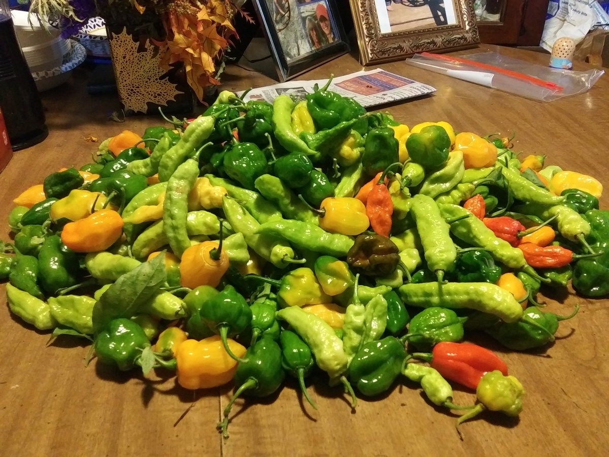 Eric_Olden's tweet photo. With the temps dipping below freezing tonight I harvested about 75% what was in the garden.  If im lucky some of the plants will survive, if not it was more than I could hope for almost harvesting into December! https://t.co/AEDLDyjhlu