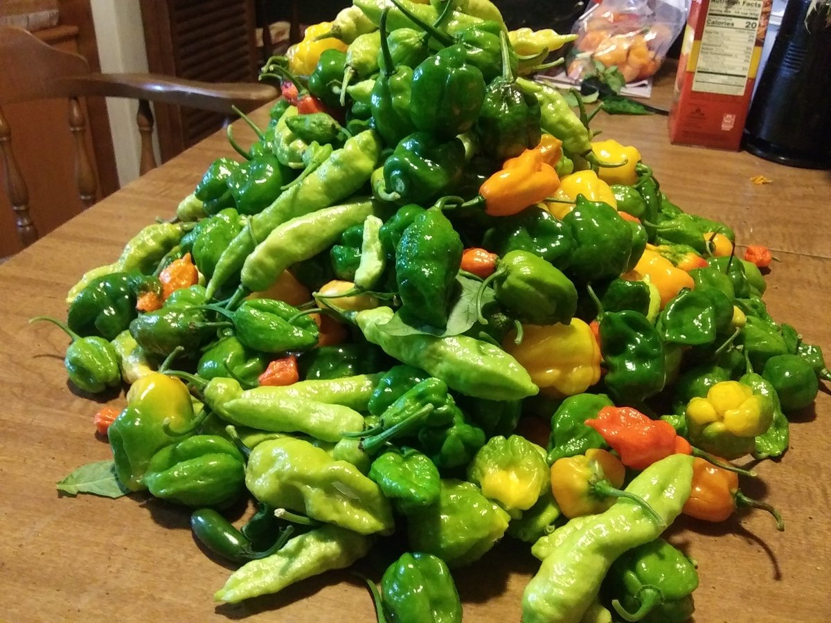 Eric_Olden's tweet photo. With the temps dipping below freezing tonight I harvested about 75% what was in the garden.  If im lucky some of the plants will survive, if not it was more than I could hope for almost harvesting into December! https://t.co/AEDLDyjhlu