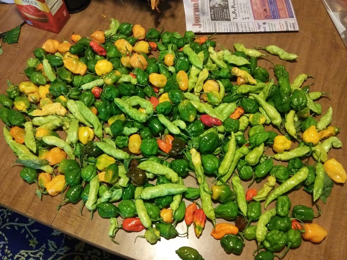 Eric_Olden's tweet photo. With the temps dipping below freezing tonight I harvested about 75% what was in the garden.  If im lucky some of the plants will survive, if not it was more than I could hope for almost harvesting into December! https://t.co/AEDLDyjhlu