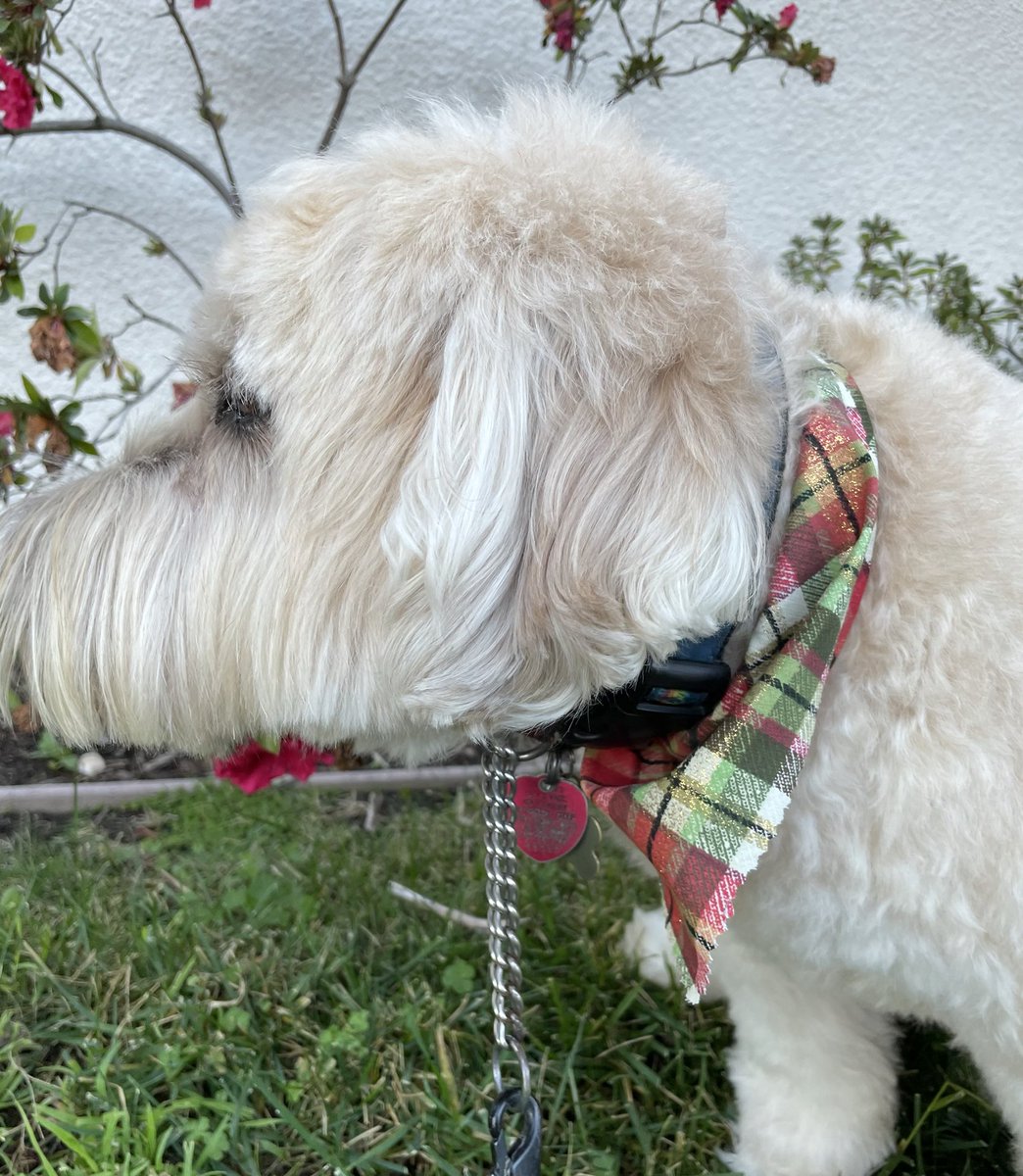 JessieTheRoo's tweet photo. It’s #Grooming day, so I’m rocking a #December bandana. #stylemeup wheaten #terrier #dogs #dogsoftwitter https://t.co/RDk0XoVXBC