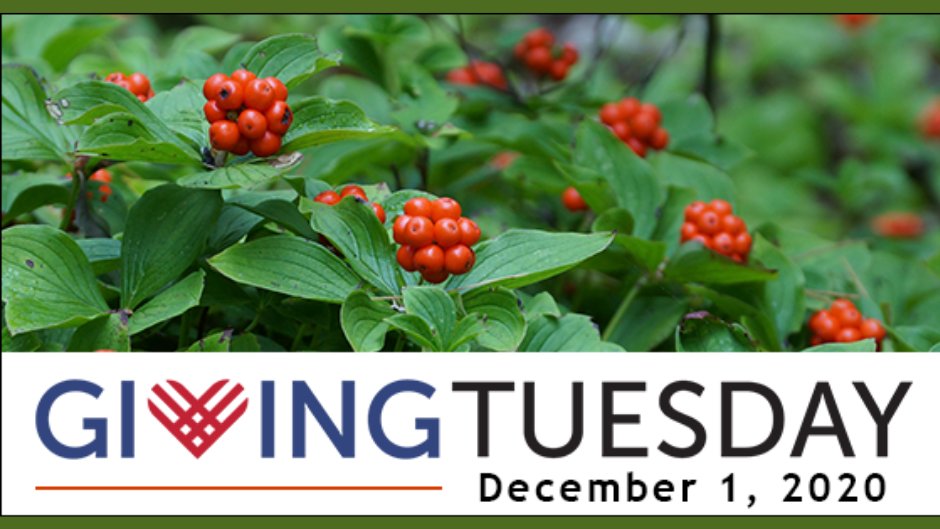Happy #GivingTuesday! Please give as generously as you can to support our work. Planting native plants reverses habitat loss, maintains biodiversity, &amp; builds community. Plus, your donation supports our 10 Year Impact Plan for a healthy Maine landscape. bit.ly/2KmT0OH