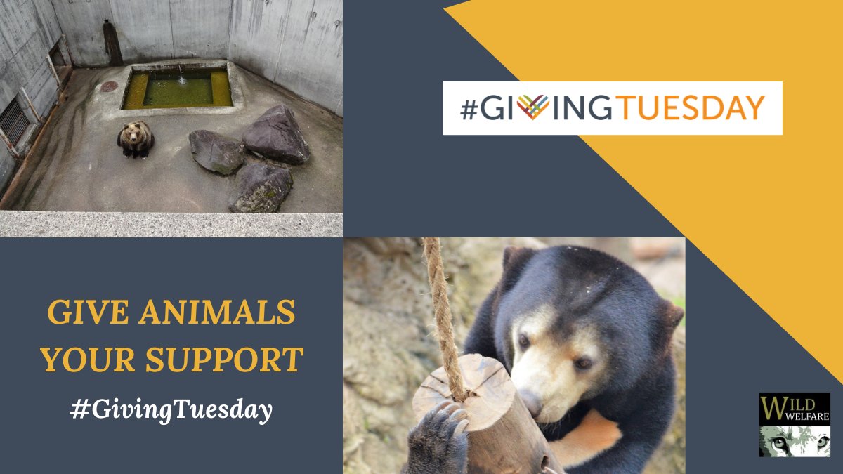 WildWelfare's tweet photo. We're aiming to raise £3,500 to help improve care and welfare for  #bears and other wild #animals that are suffering in captivity around the world.

Can you help?

Donate Here: https://t.co/O5qKR7DmIG @GlobalGivingUK https://t.co/hzZP9e3xBi