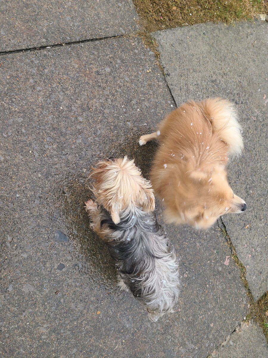 honey_tazz's tweet photo. Woke up to some snow today! It was beautiful but cold for our little paws๐ถ #dogs #dogs #snow #snowday #tazz #yorkie #honey #pomeranian #like #follow #love #pawsitivepaws #treatyourself #snowflakes https://t.co/hlbuwiUReZ