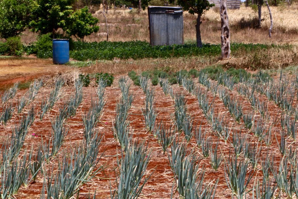 17. In a continuing trend, the biggest increase in this category came from higher agricultural food prices, which increased by 20.4% over August 2019, again influenced by adverse weather conditions.