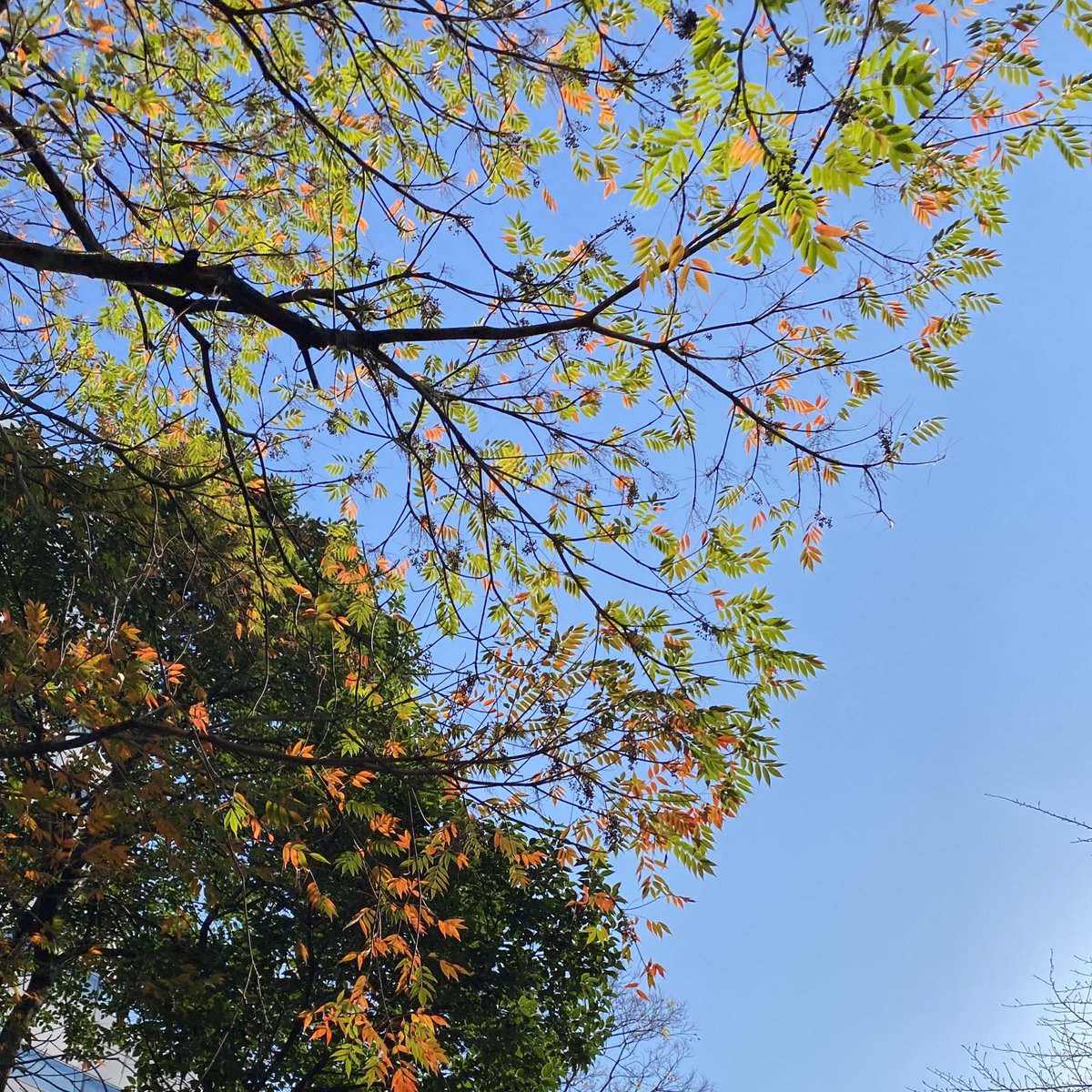 おはようございます☀️
今日はいい天気✨

12月に入りましたね💡１年あっという間😳

今年もあと１ヶ月❗️良い１年だったと最後に言えるように今日も頑張ります😊
#イマソラ 
#おは戦21201dk 
#師走