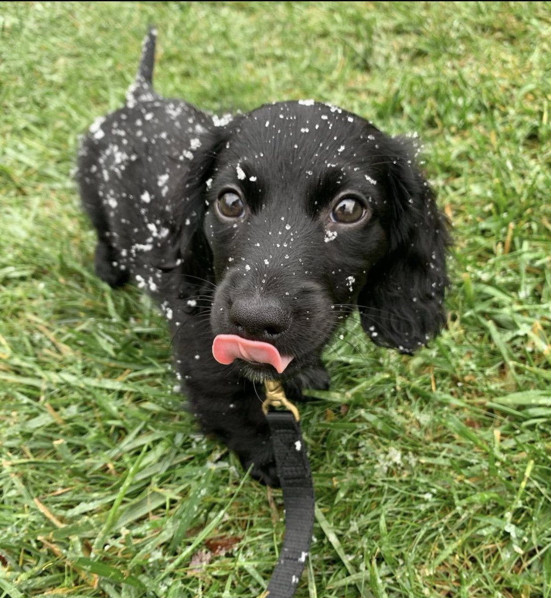 dog_rates's tweet photo. This is Tucker. He likes to run around collecting all the snowflakes before they hit the ground. 12/10 hasn’t missed one yet https://t.co/Z9Fg6msZeB