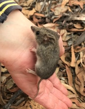KateLSenior's tweet photo. Come along to my speed talk at 2:10 pm today in the fire symposium to find out how patterns of prescribed fire influence mammals, reptiles and invasive predators, including common dunnarts and southern spiny-tailed geckos #ESAus20 #ESAus2020 https://t.co/3aki2F64Jc
