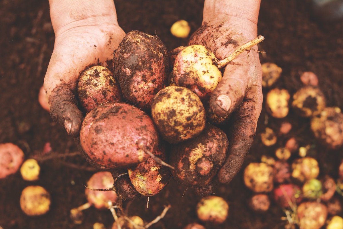 AgriculturaEc's tweet photo. Finalmente comentó "El #CooperativismoModerno ve a la agricultura como un buen negocio, el líder social debe ser un gerente que maneje la organización de una forma en la que genere ganancias para todos". https://t.co/jsMNdybgvT
