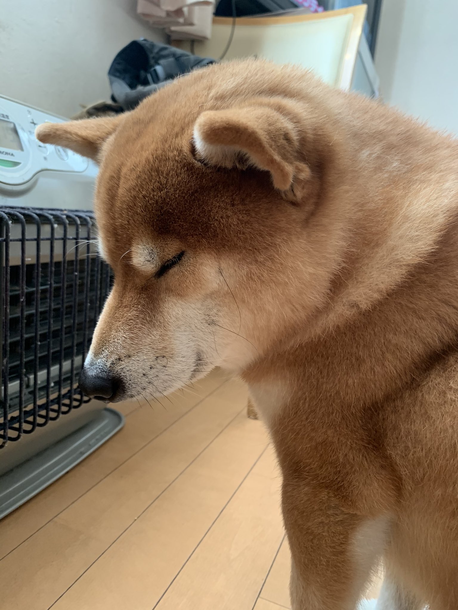 大好きなストーブが解禁された犬 No ぴゃ どっと東京