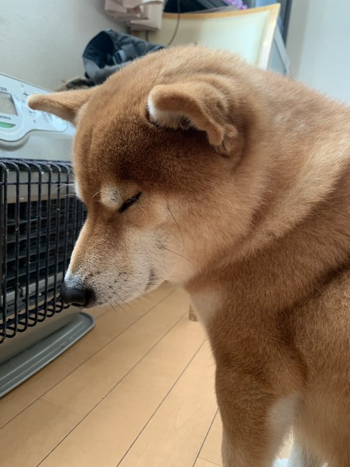 大好きなストーブが解禁された犬 背中からあふれ出る至福のひと時感 おたくま経済新聞