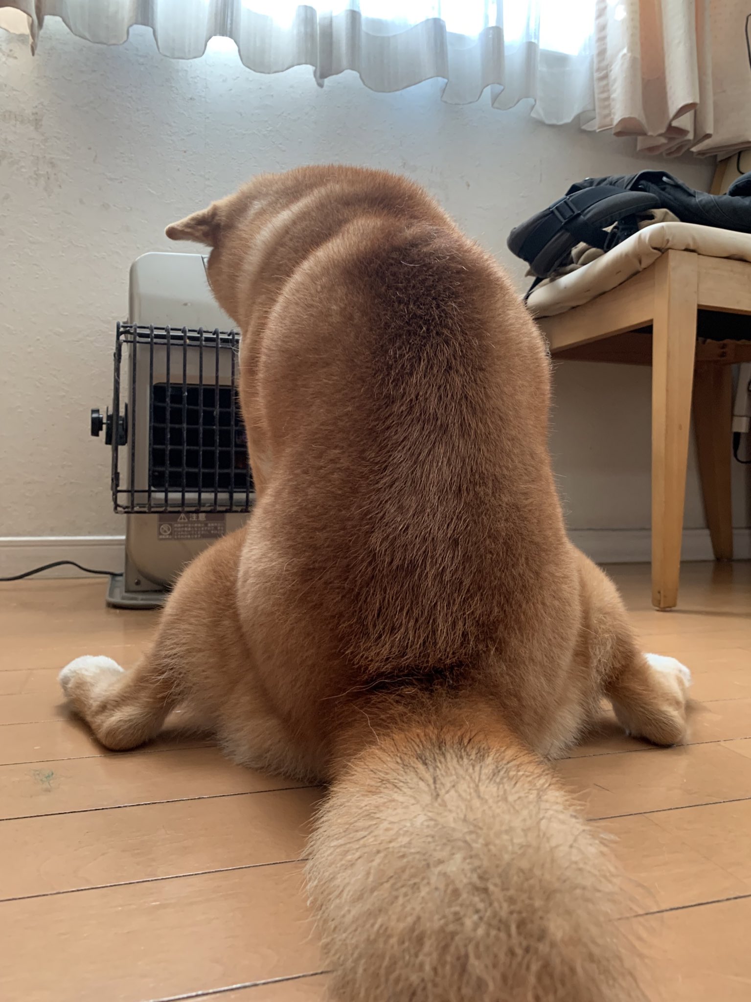 大好きなストーブが解禁された犬 No ぴゃ どっと東京