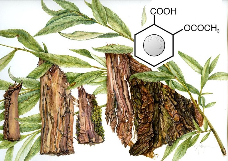 Some lucky ancient person serendipitously discovered that willow bark & leaves relieved pain. Hippocrates used tea made from willow leaf to ease childbirth, while the Egyptian Ebers papyrus (~1500 BCE) mentions willow for aches and pains. (Images: Sermo/Pharmaceutical Journal)/2