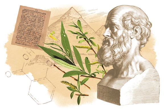 Some lucky ancient person serendipitously discovered that willow bark & leaves relieved pain. Hippocrates used tea made from willow leaf to ease childbirth, while the Egyptian Ebers papyrus (~1500 BCE) mentions willow for aches and pains. (Images: Sermo/Pharmaceutical Journal)/2