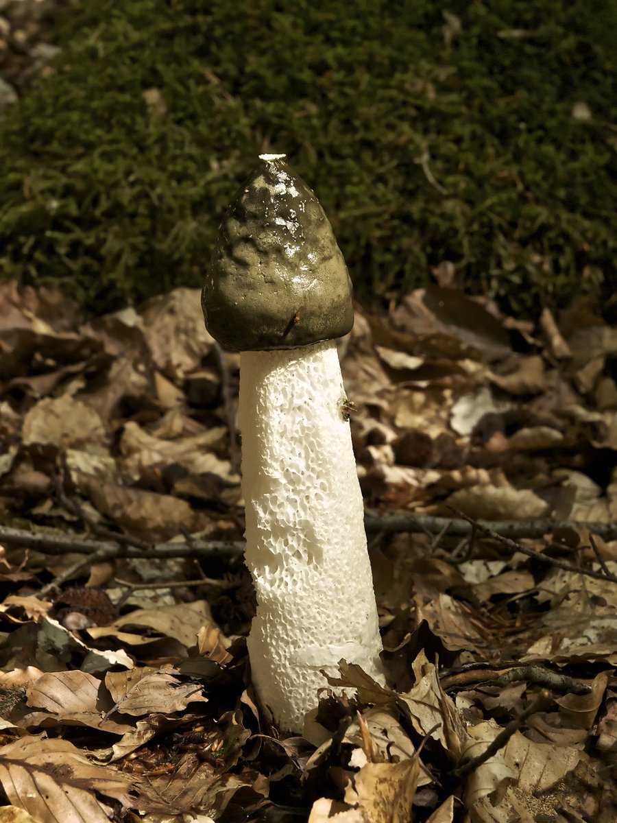 So brain-like walnuts were used for headaches, lungwort for lung ailments, etc. Some people with poor critical thinking skills still believe this in 2020. I wonder what they think is the best use of the Stinkhorn mushroom - or the famous seed of the Coco de mer palm?  /6