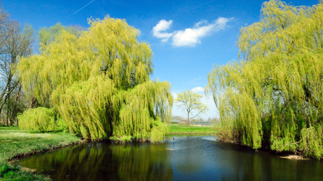 Stone wrote about the willow, “This tree delights in a moist or wet soil, where agues chiefly abound. Many natural maladies carry their cures along with them or... their remedies lie not far from their causes... I could not help applying.” Poor reasoning, but a lucky outcome./7