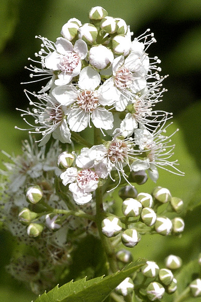In 1899, Bayer began marketing ASA as “Aspirin”: a = acetyl, spir = Spiraea ulmaria (meadowsweet, a plant that also has salicylic acid). A typical dose was one teaspoon of powder in water, which worked out to about 5 grains. It came in 250 g bottles; g=grains here, not grams!/17