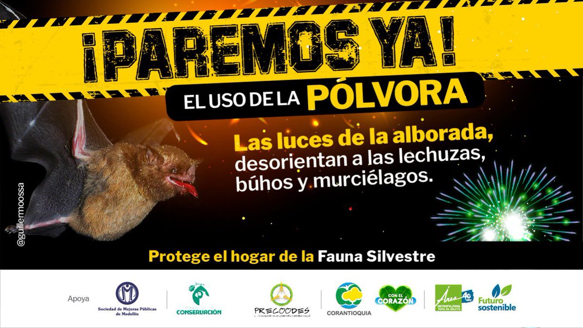 Los estallidos de la pólvora 💥desorientan a las lechuzas, búhos 🦉 y murciélagos 🦇. #ParemosYa el uso de pólvora, protege el hogar 🌳 de la fauna silvestre 🦜🐒🦜. ¡Por favor no apoyes la alborada! https://t.co/H3hmTdYkw9