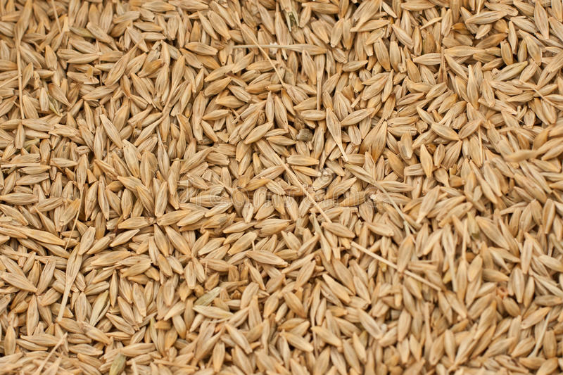 “Grains” were part of the old Apothecary System of measurement. This was a traditional system of weights in the British Isles. A “scruple” was 20 grains, dram was 3 scruples, ounce was 8 drams, and pound was 12 ounces (not 16)... And what was the grain itself?/21