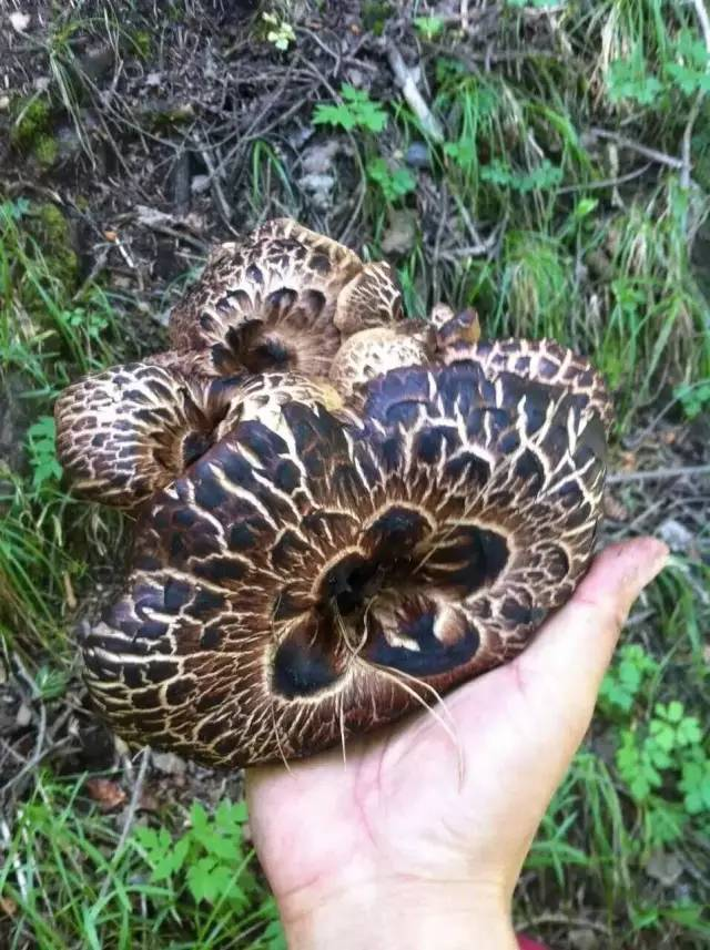 PictureMushroom's tweet photo. Just like a Serpentine flower.🐍 https://t.co/6upaXa5lM6